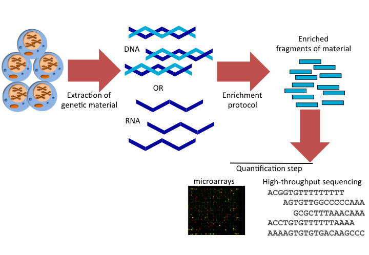 Common steps of high-throughput assays in genome biology.