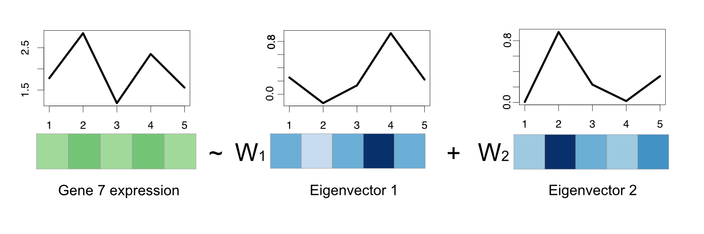 Gene expression of a gene can be regarded as a linear combination of eigenvectors. 