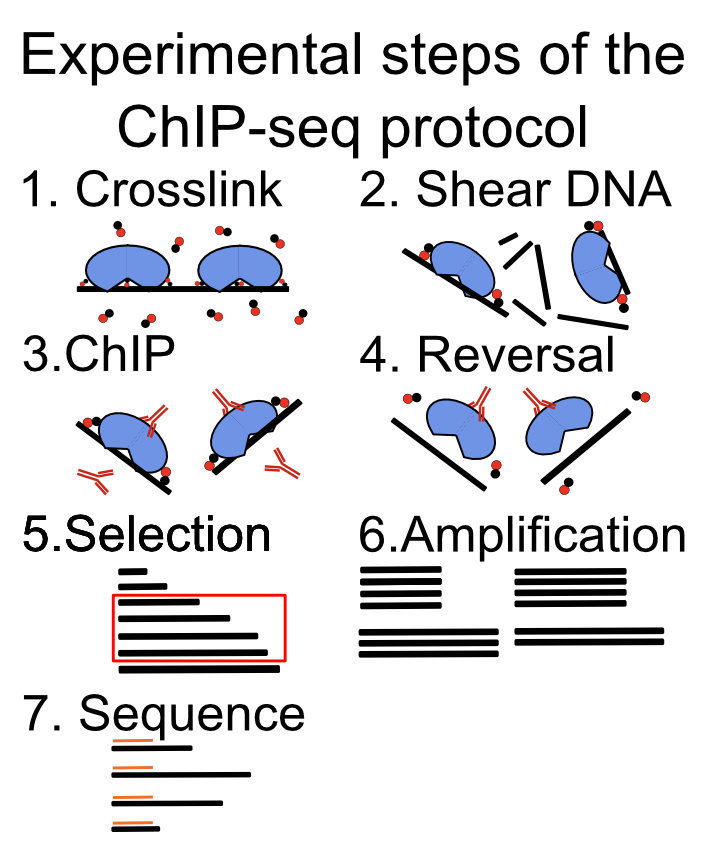 Main experimental steps in the ChIP-seq protocol.