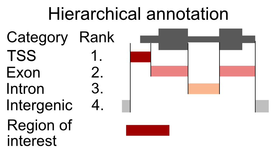 Principle of hierarchical annotation. The region of interest is annotated as the topmost ranked category that it overlaps. In this case, our region overlaps a TSS, an exon, and an intergenic region. Because the TSS has the topmost rank, it is annotated as a TSS.