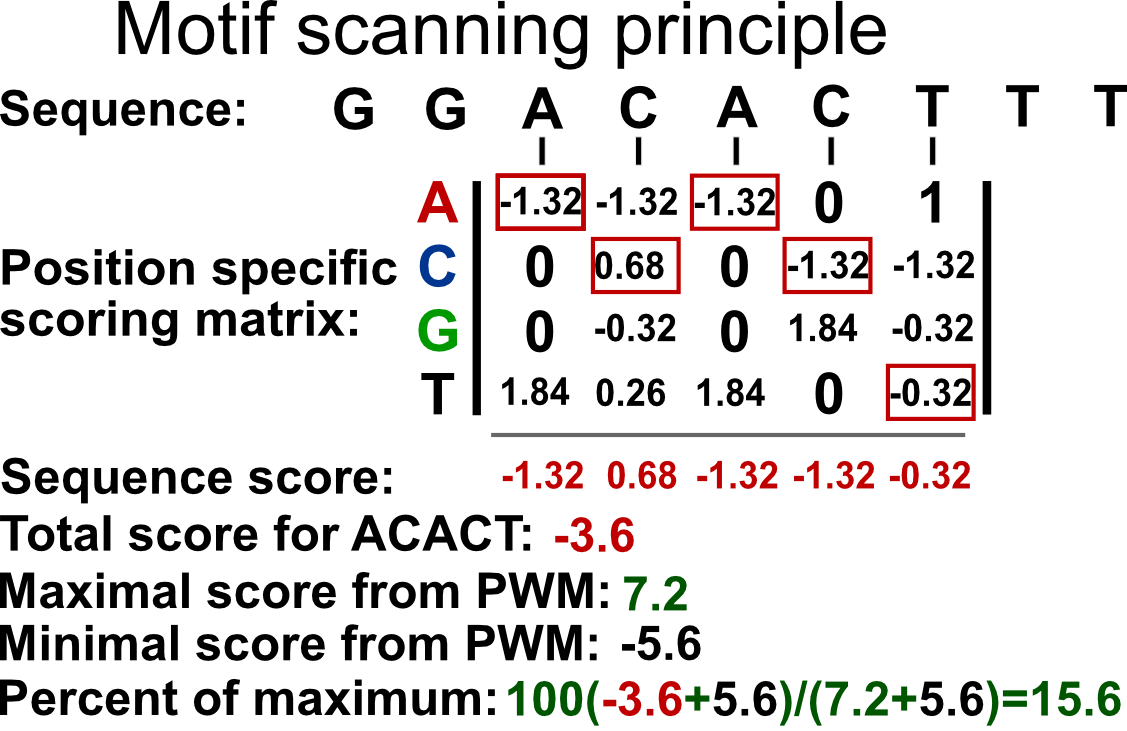 PWM scanning principle. A genomic sequence is scanned by a PWM matrix. This matrix is used to measure how likely it is that the transcription factor will bind each nucleotide in each position. Here we are looking at how likely it is that our TF will bind to the sequence ACACT. The score for this sequence is -3.6. The maximal score obtainable by the PWM is 7.2 and minimum is -5.6. After min-max rescaling, -3.6 corresponds to a 15% score and ACACT is not considered a hit.