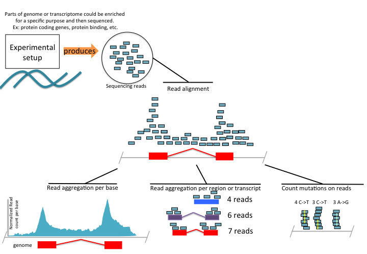 High-throughput sequencing summary