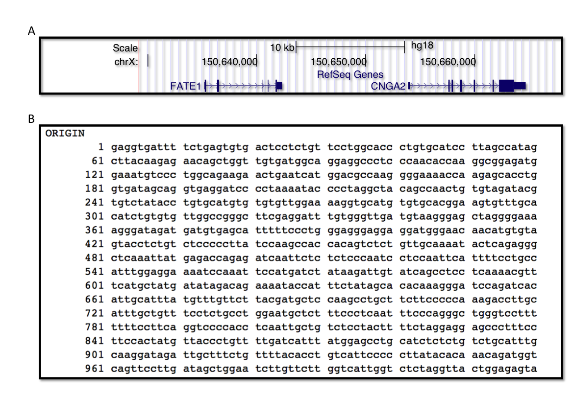 A) Representation of a gene in the UCSC browser. Boxes indicate exons, and lines indicate introns. B) Partial sequence of FATE1 gene as shown in the NCBI GenBank database.