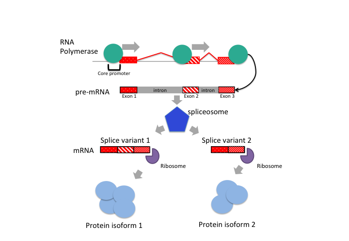 Transcription can be followed by splicing, which creates different transcript isoforms. This will in return create different protein isoforms since the information required to produce the protein is encoded in the transcripts. Differences in transcripts of the same gene can give rise to different protein isoforms.