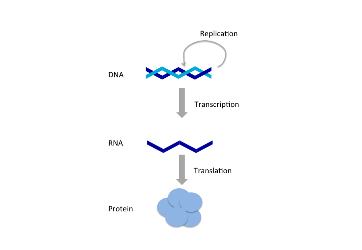 central dogma process