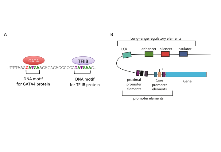 Representation of regulatory regions in animal genomes